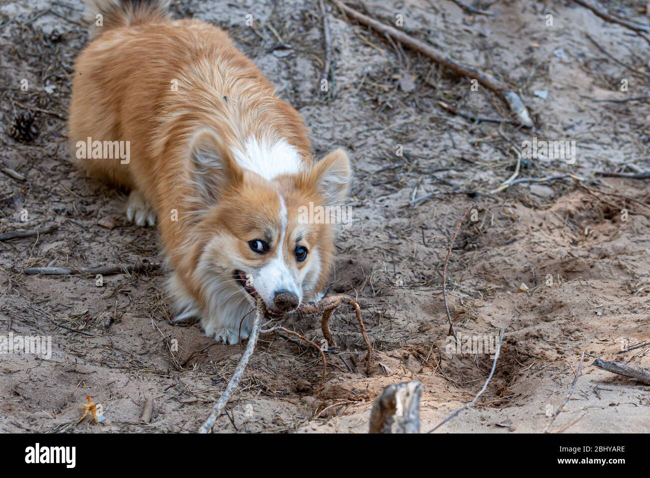 el perro de pembroke corgi galés juega con las raíces de los árboles en un soleado día de primavera Foto de stock