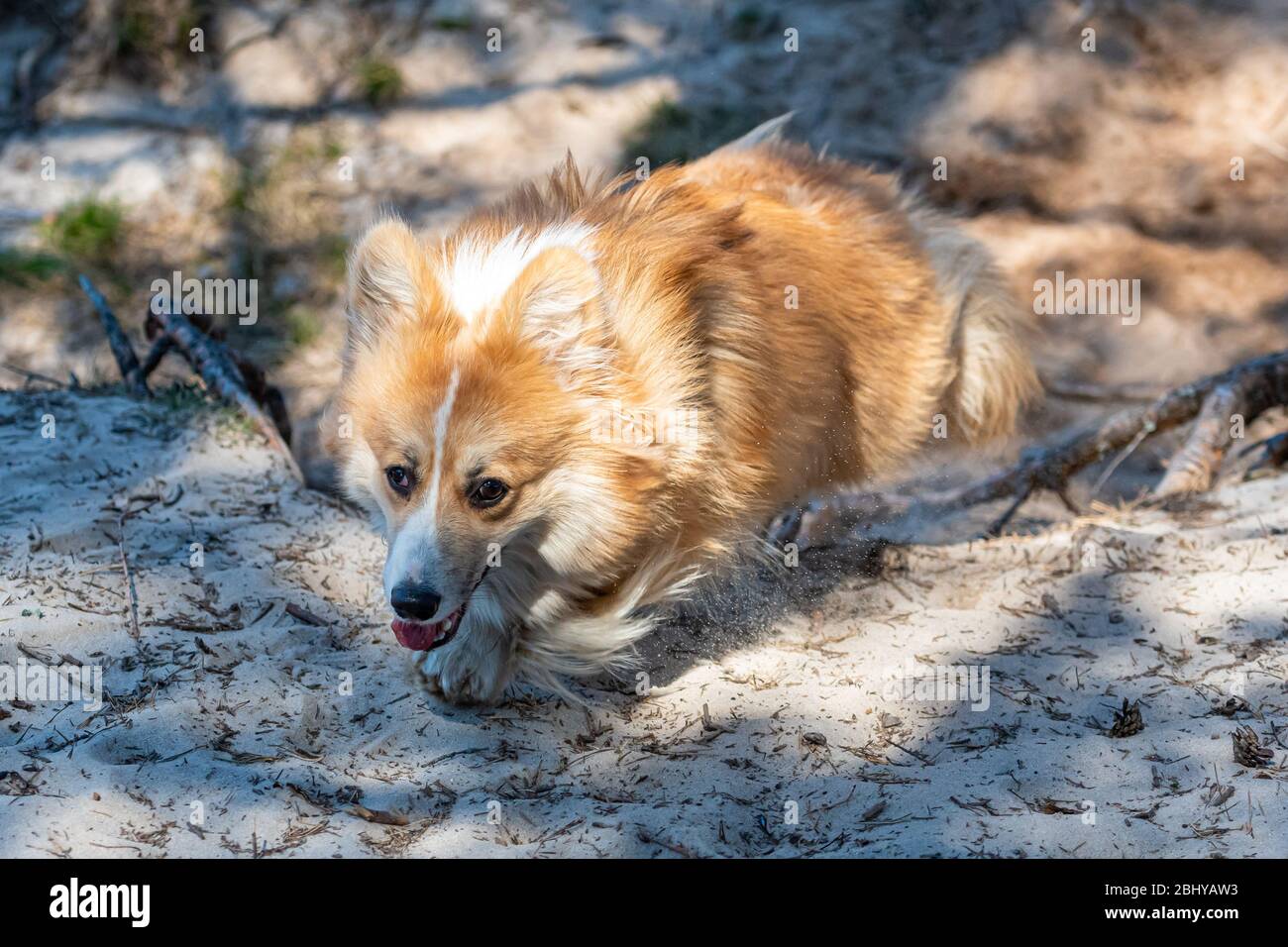 el perro de corgi pembroke de gales recorre senderos de arena en un soleado día de primavera Foto de stock