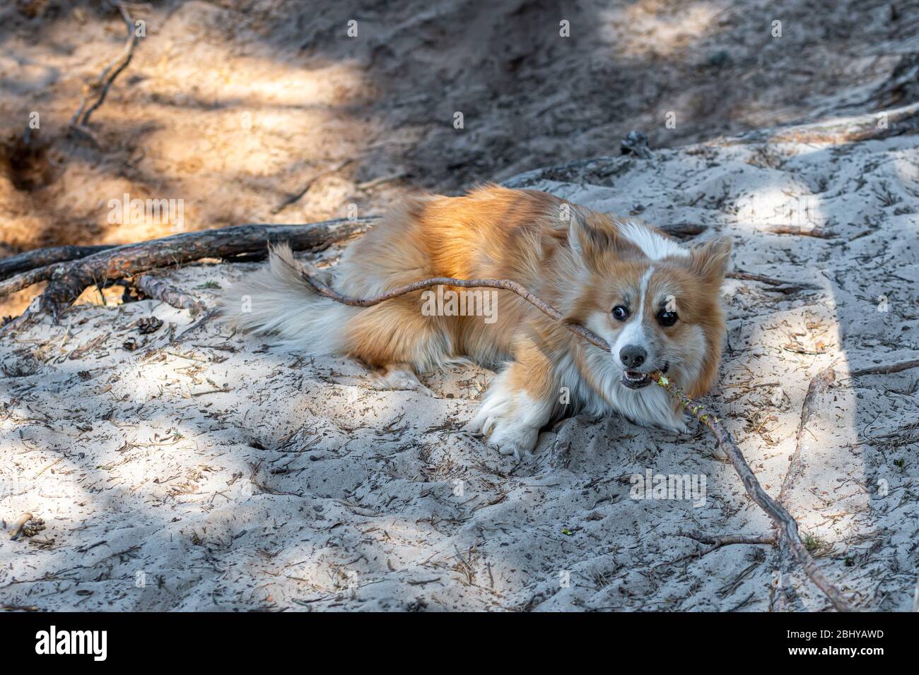 el perro de pembroke corgi galés juega con las raíces de los árboles en un soleado día de primavera Foto de stock