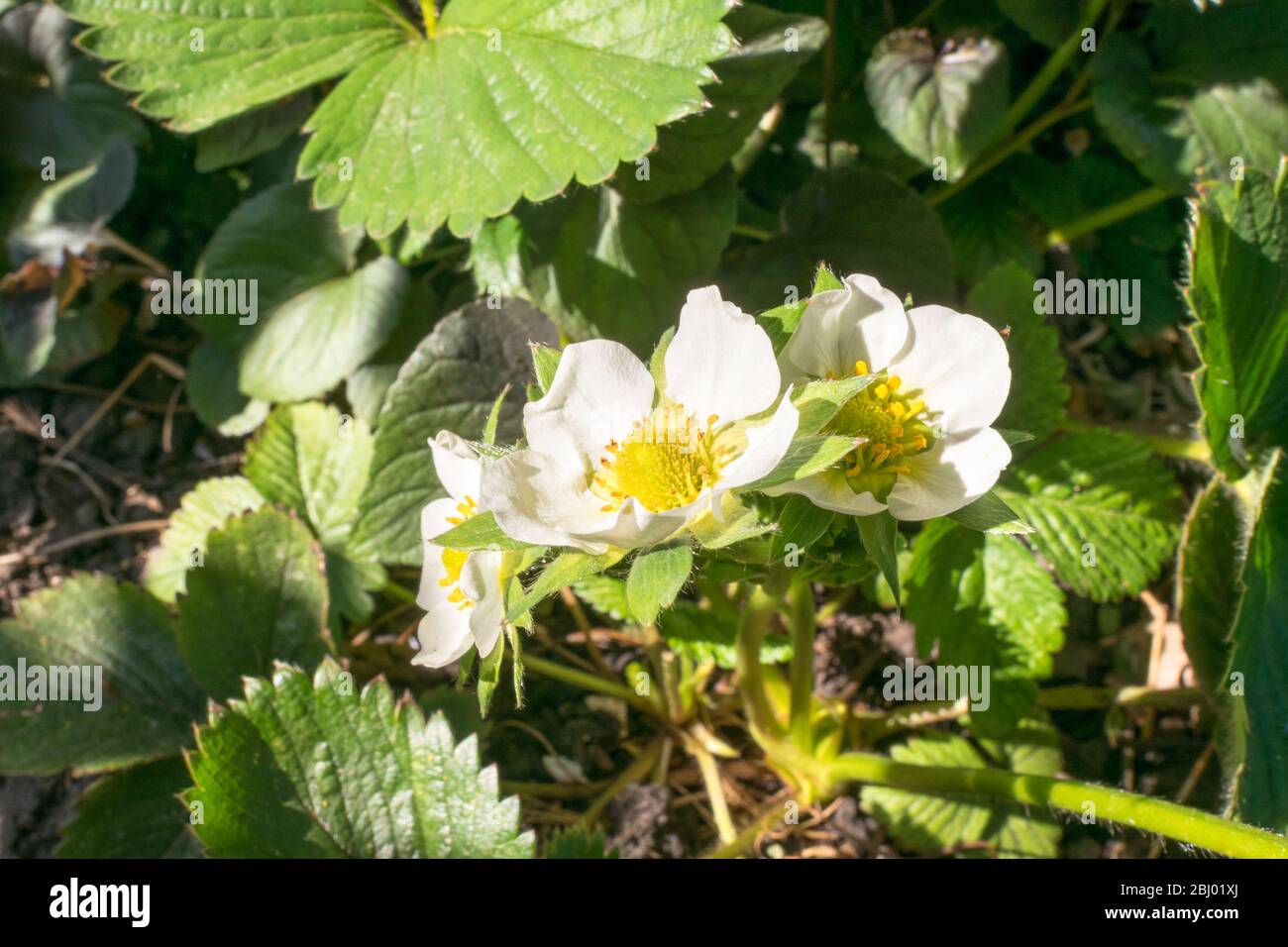 Imagen detallada de las flores de una planta de fresa (Fragaria × ananassa) Foto de stock