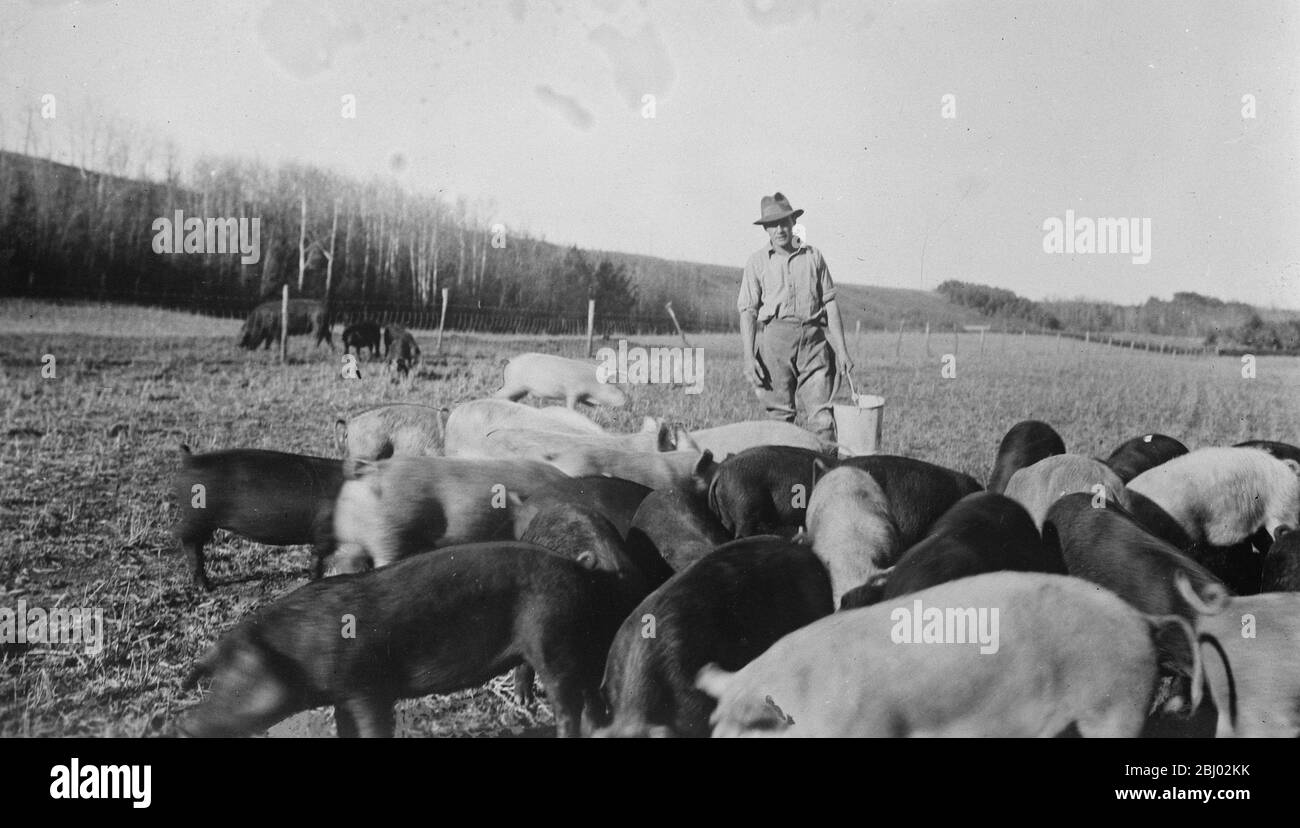Comida de las manos de un Señor - una nueva foto, tomada en la granja de Lord Rodney , en el río Saskatchewan , 25 millas al este de Edmonton , Alberta , mostrando a Lord Montague , hijo del Duque de Manchester , a punto de alimentar a los cerdos . - 30 de noviembre de 1925 Foto de stock