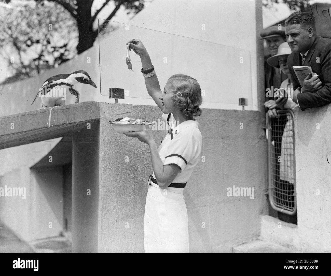 Famosa actriz musical húngara de comedia en Londres . - la bella Lillian Starr , famosa actriz musical de comedia de Budapest visitando los pingüinos en el zoológico de Londres . - 24 de julio de 1935 Foto de stock