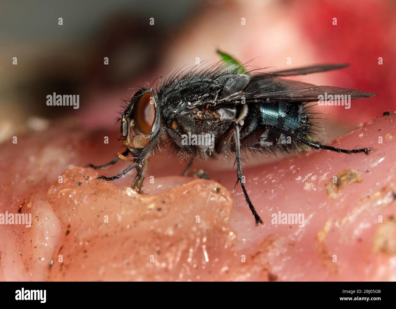 Corpo Completo De Um Pequeno Jogo Doméstico De Inglês Antigo Bantam Na  Fazenda Imagem de Stock - Imagem de mosca, detalhes: 157293649