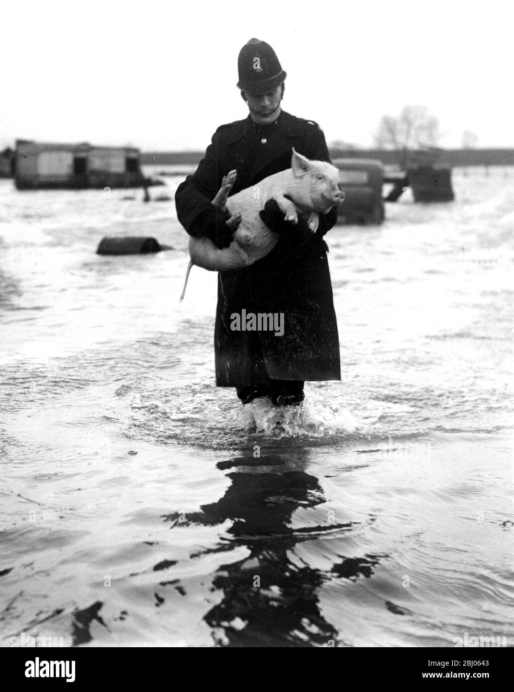 P.C. Lemarr rescata a los cerdos de las aguas de inundación - 1 de febrero de 1953 Foto de stock
