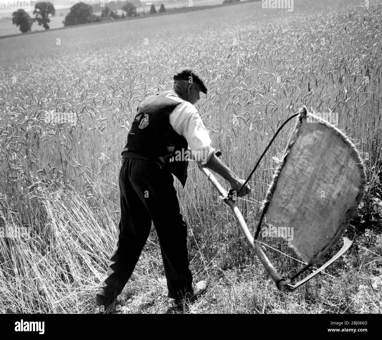 El hombre cortando maíz con una escotha - cosechando a mano. La imagen muestra a Fred Goldup, de 72 años, trabajando en una granja cerca de Shoreham, Kent, haciendo paso con su bender casero y el scythe para que el pañal haga un comienzo en este campo de trigo. - 5 de agosto de 1947 Foto de stock