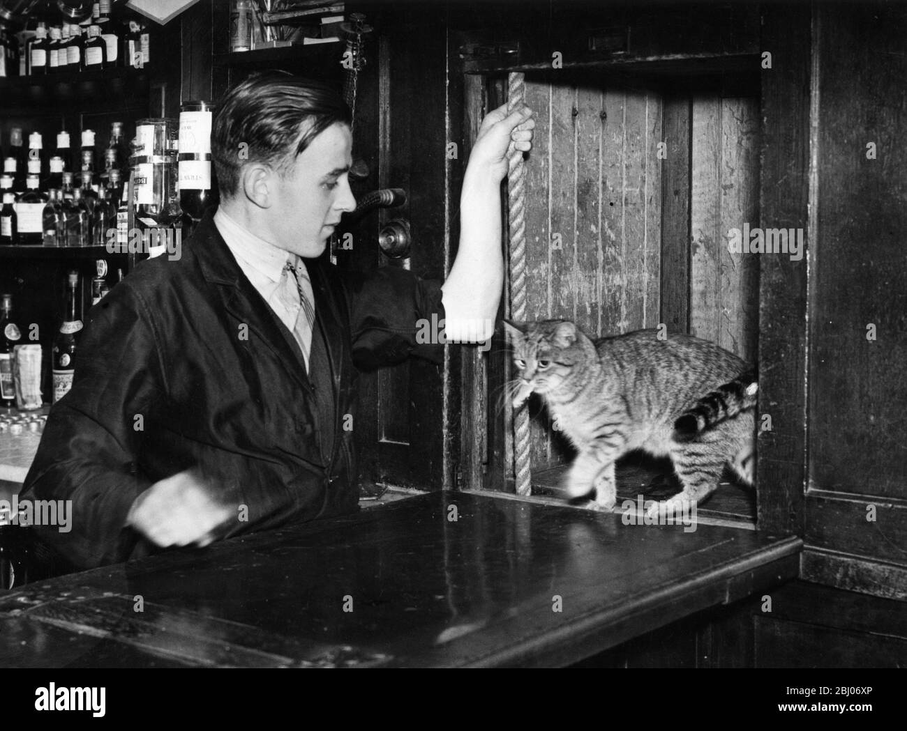 El gato residente toma un ascensor hasta el bar. Foto de stock