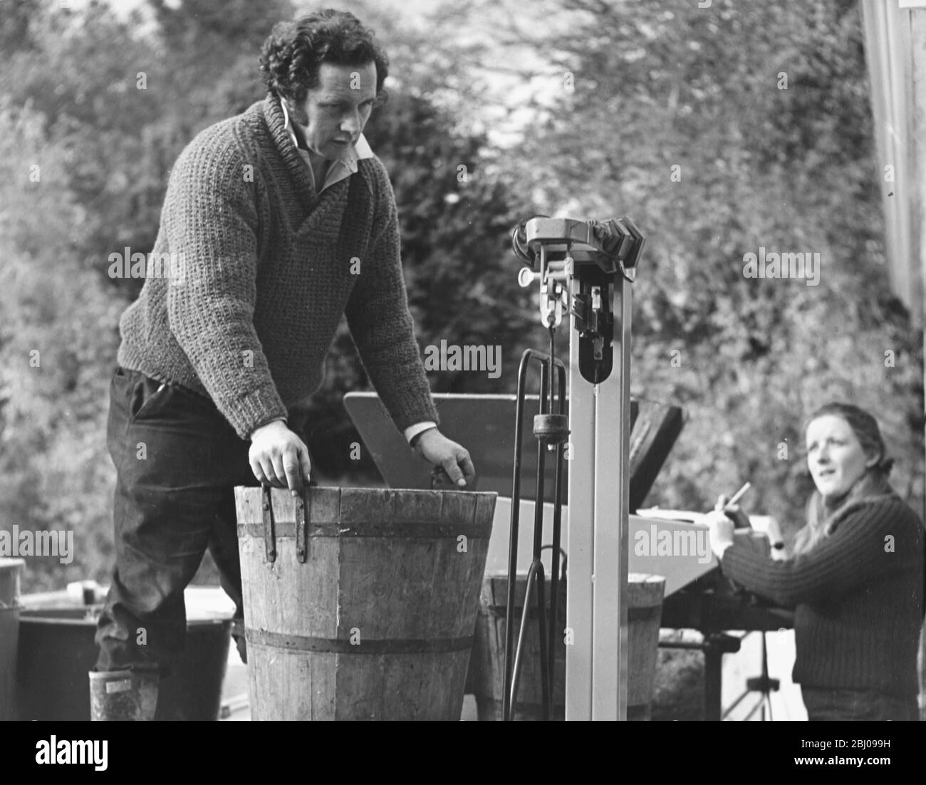 Muestra fotos: Bill Carcary, el gerente escocés de Hambledon Vineyard. Pesando las uvas. Por cutesy de los propietarios. Foto de stock