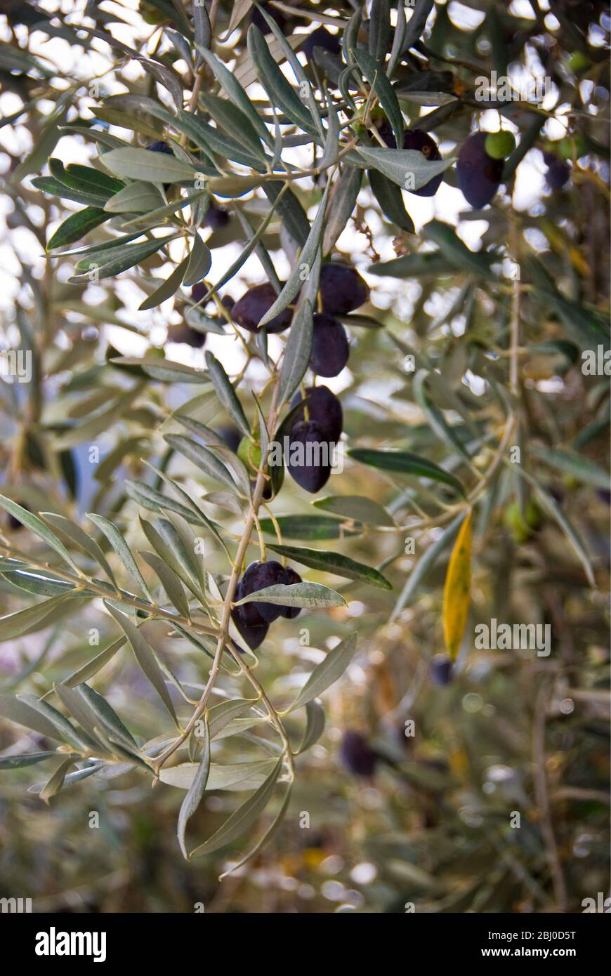 Maduración de las aceitunas en los árboles en el sur de Chipre - Foto de stock
