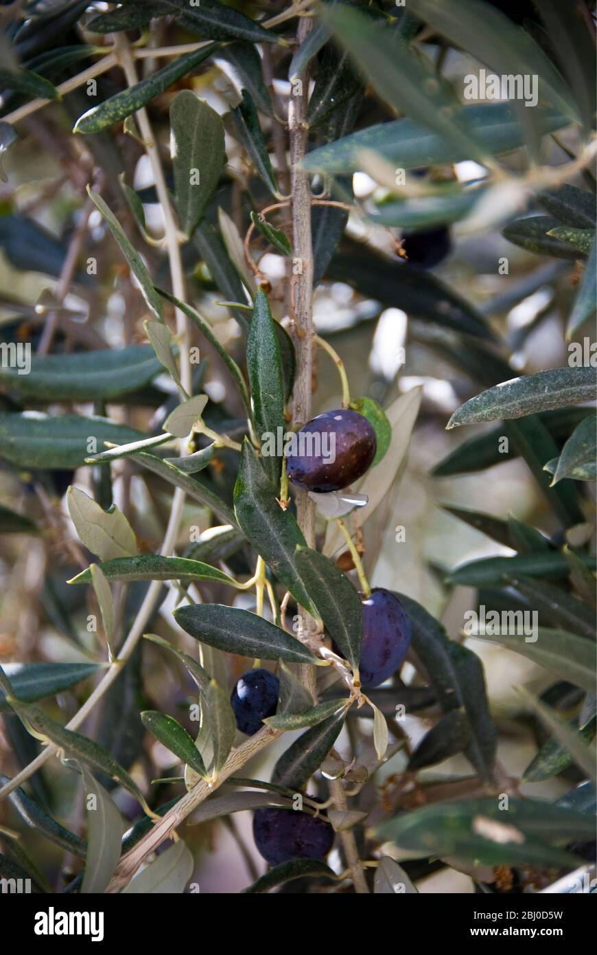 Maduración de las aceitunas en los árboles en el sur de Chipre - Foto de stock
