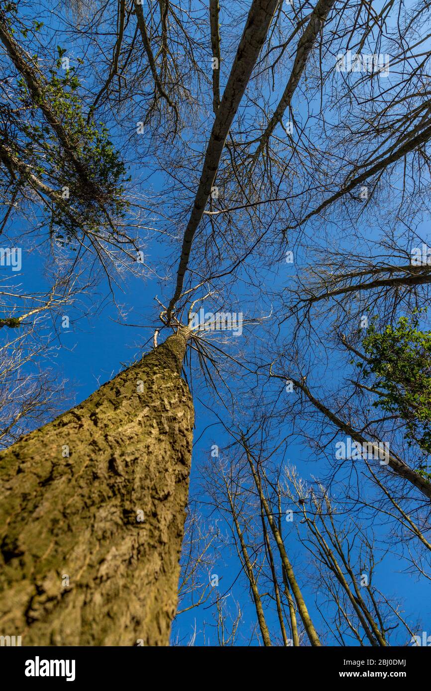 Arboles de aliso fotografías e imágenes de alta resolución - Alamy