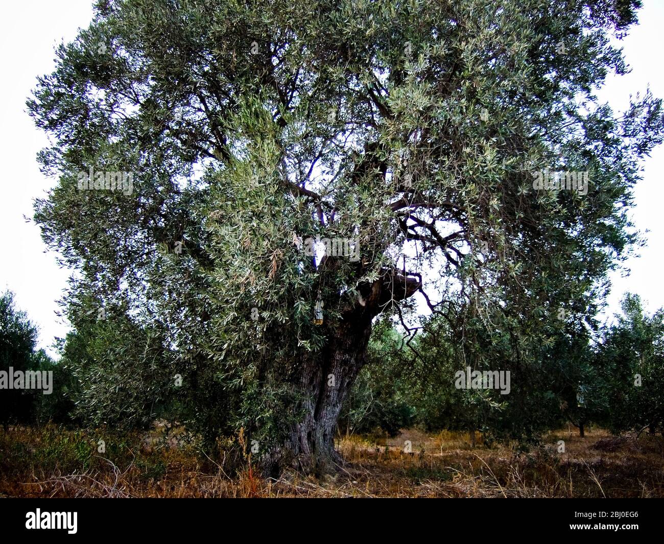Olivos creciendo en el sur de Chipre - Foto de stock