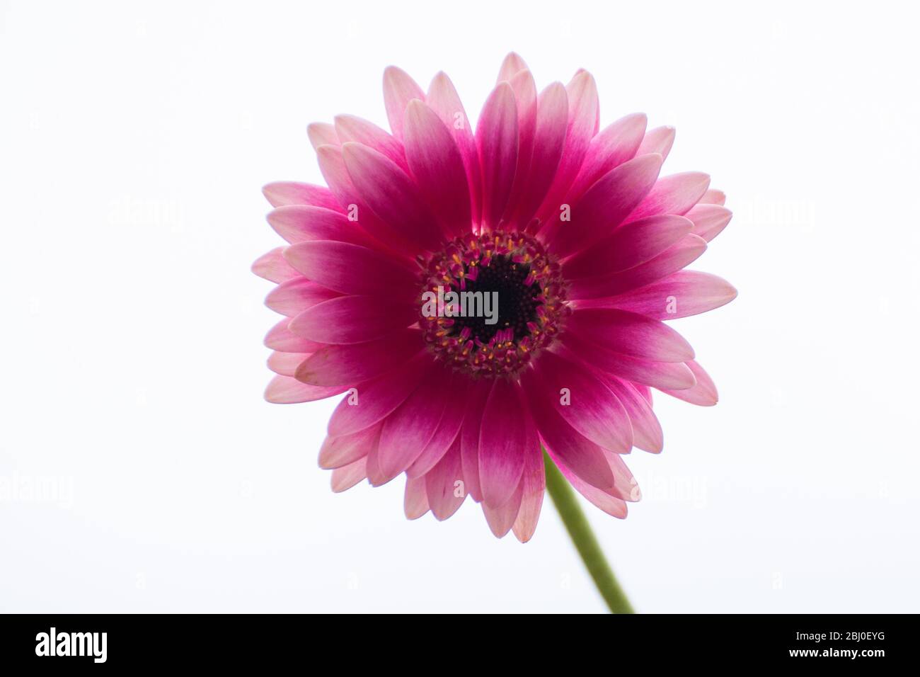 La flor rosa de una gerbera Fotografía de stock - Alamy