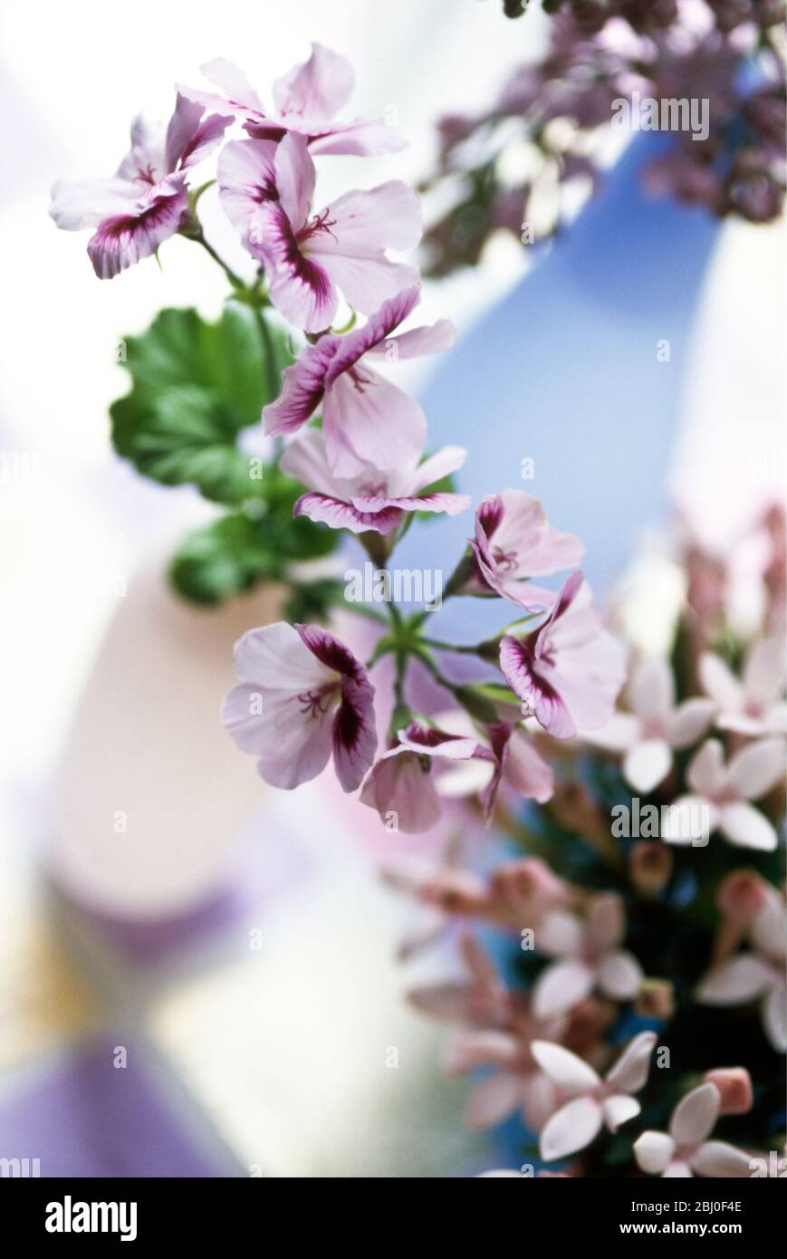Una bonita disposición de mesa de varias flores malva y rosadas pequeñas con pétalos en delicados jarrones de cristal sobre superficie de checquered - Foto de stock