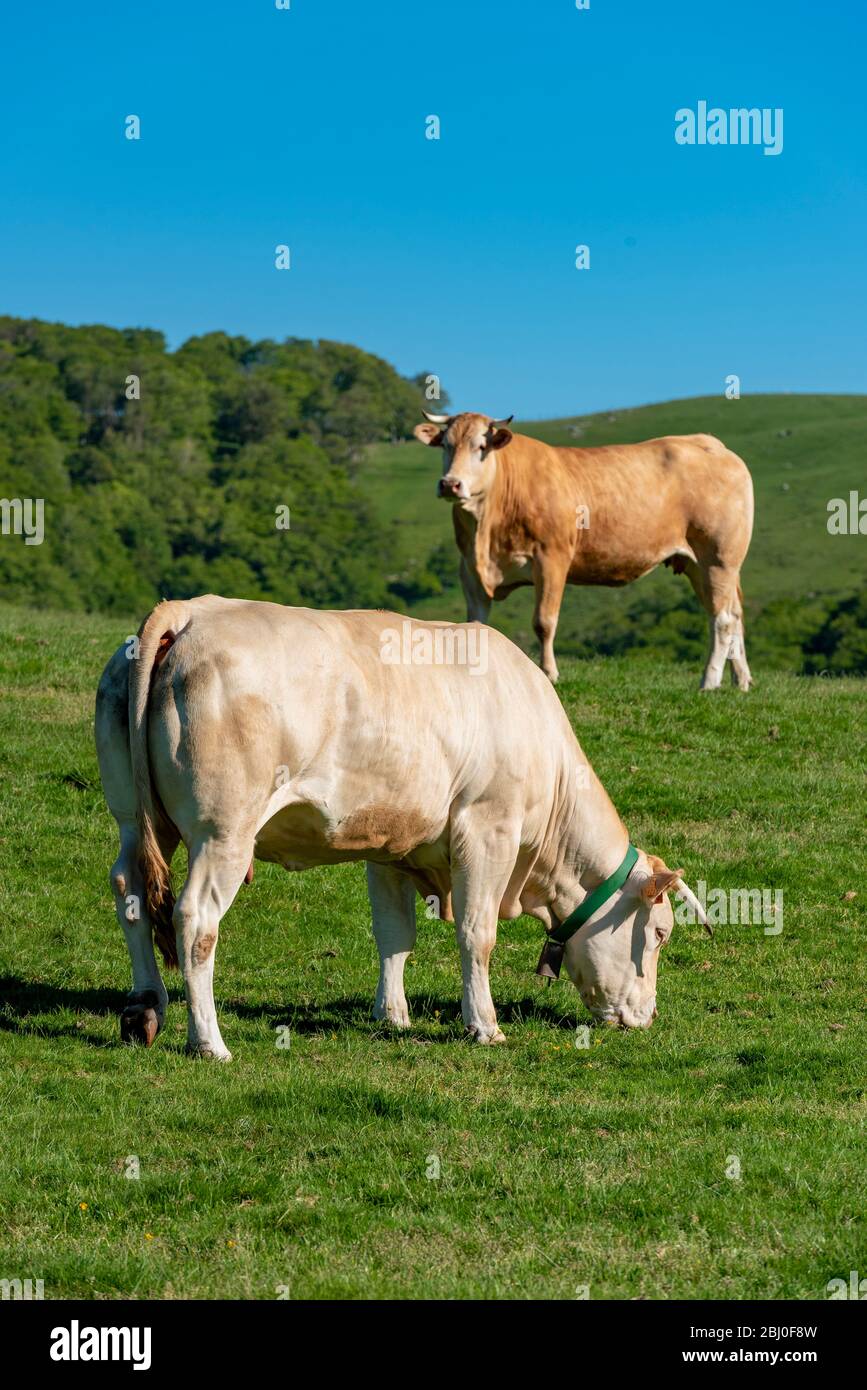 Vacas pastando en la sierra, valle Erro, Navarra, España Foto de stock