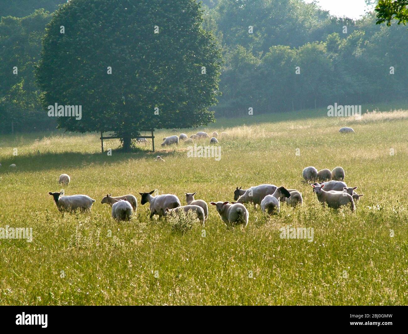 Recientemente cornó ovejas en pastura inglesa en verano alto. - Foto de stock