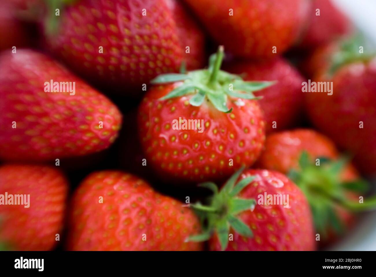 Recipiente lleno de fresas rojas maduras, grabado en la lente Lensbaby para un efecto de borde borroso. - Foto de stock
