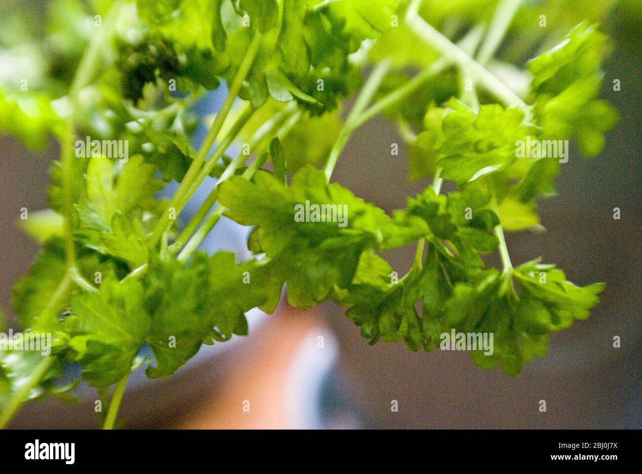 Primer plano de hojas jóvenes de cilantro en la olla en el alféizar de la ventana de la cocina. Fotografía con lente Lensbaby para un efecto de bordes borrosos: Foto de stock