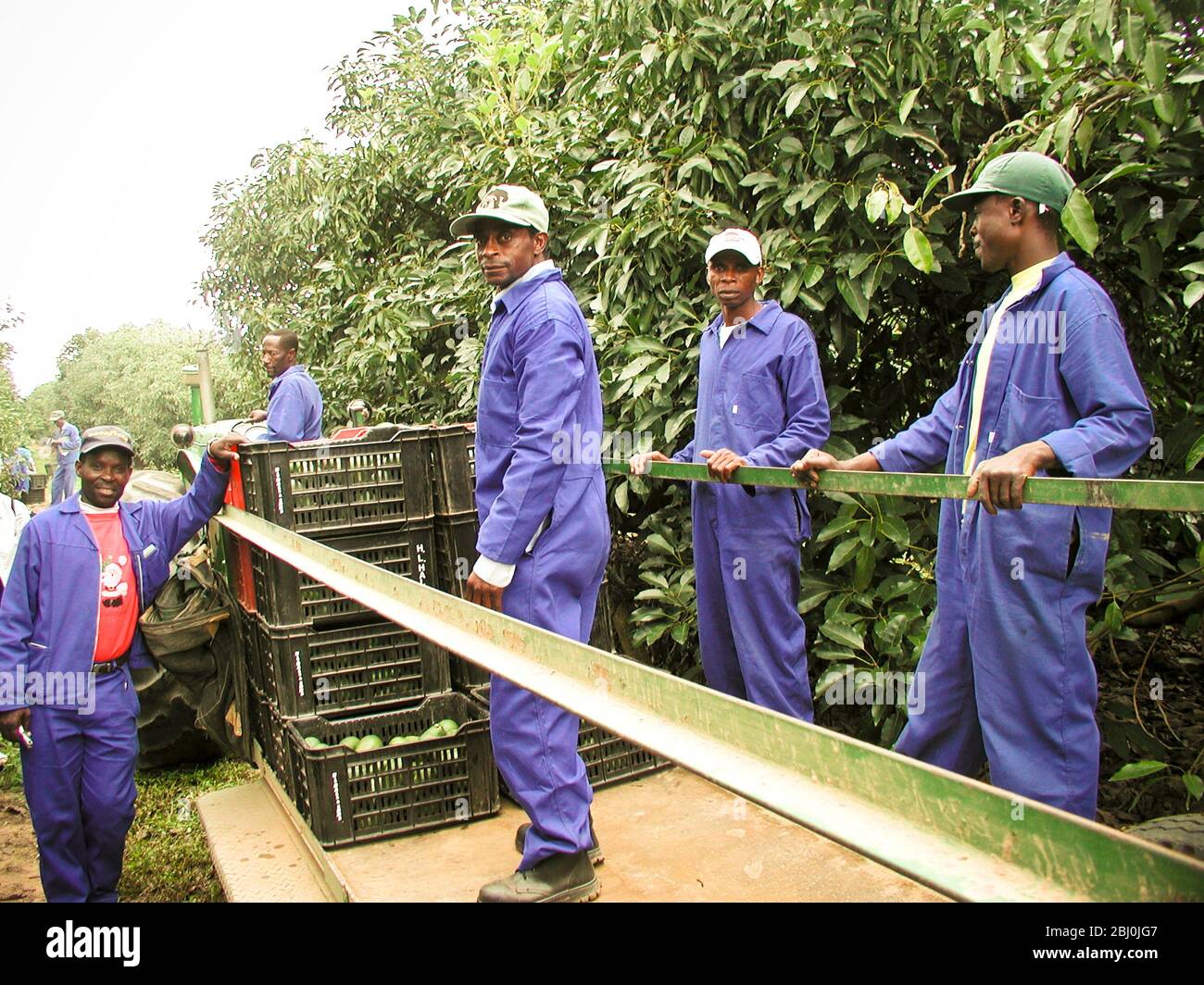 Trabajadores que recogen aguacates en Mataffin Farm, Nelspruit - Mpumalanga, Sudáfrica - Foto de stock