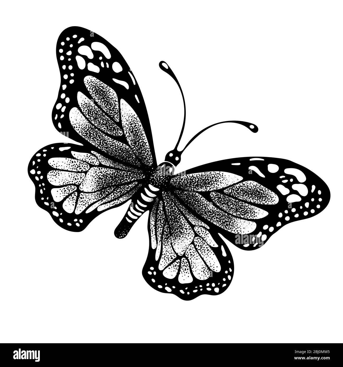 Dibujo de la mano de la mariposa de la tinta, boceto del insecto del  fideos, monocromo, impresión, tatuaje. Pintado en negro inky gráfico  mariposa propagación alas vista superior aislado Imagen Vector de
