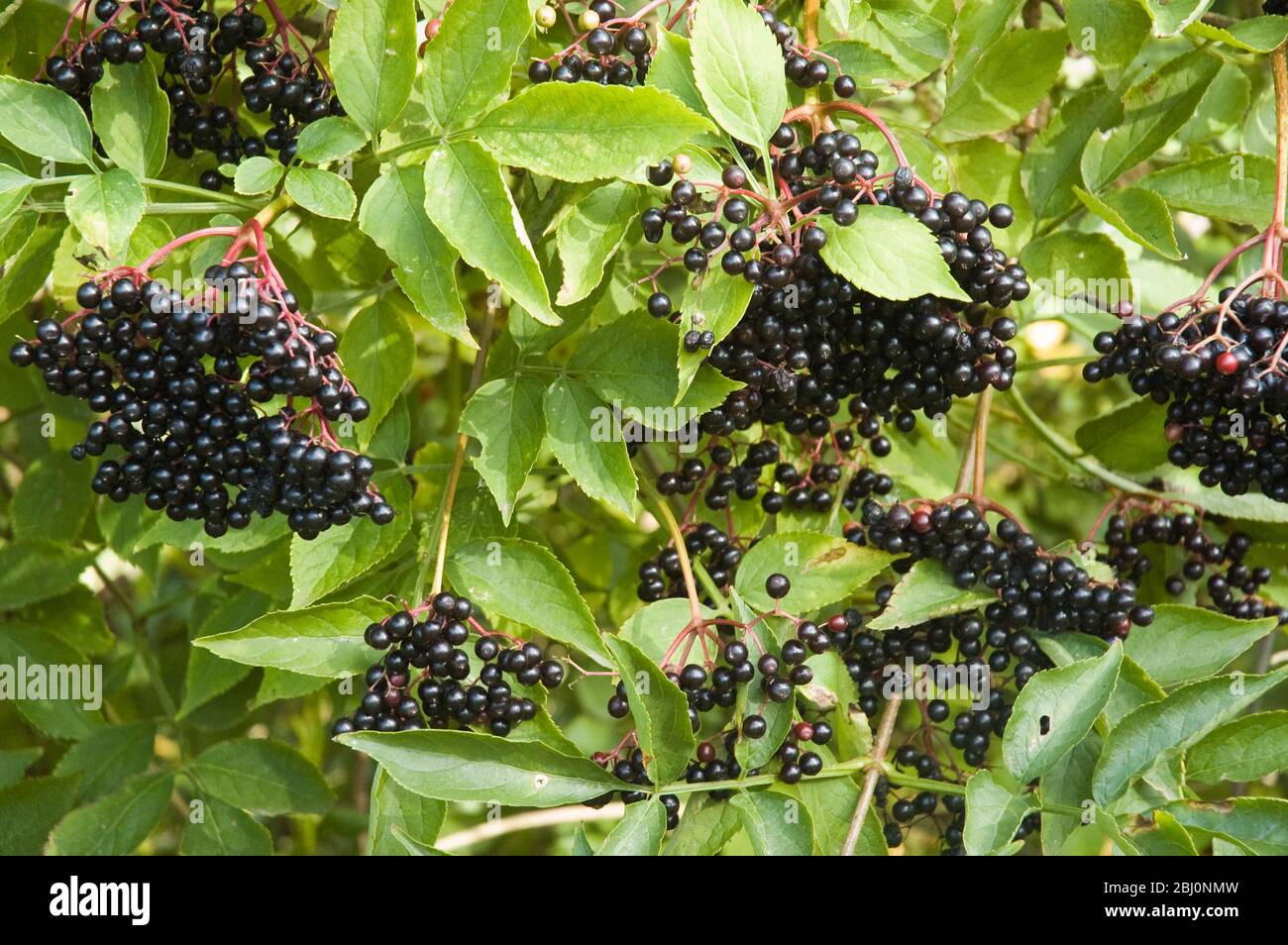 Elderberrries garando sobre arbustos mayores en Kentish hedgerow en septiembre - Foto de stock