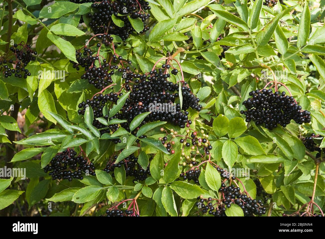 Elderberrries garando sobre arbustos mayores en Kentish hedgerow en septiembre - Foto de stock