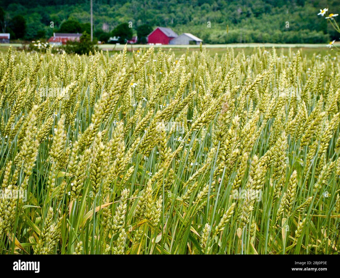El trigo de maduración entremezclado con flores de manzanilla en el campo en Halland, sur de Suecia con la granja y graneros rojos en el fondo - Foto de stock