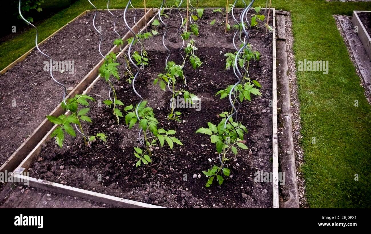 Plantas de tomate plantadas recientemente en camas elevadas con postes de metal rizado como estacas - Foto de stock