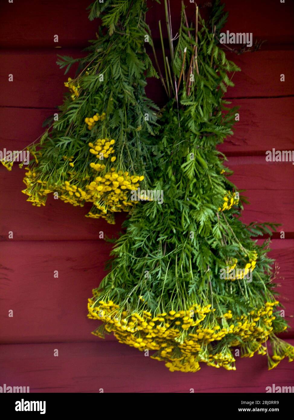 Manojo de yarrow amarillo colgando en la pared roja de la casa de verano de madera pintada de rojo falu, Suecia. - Foto de stock