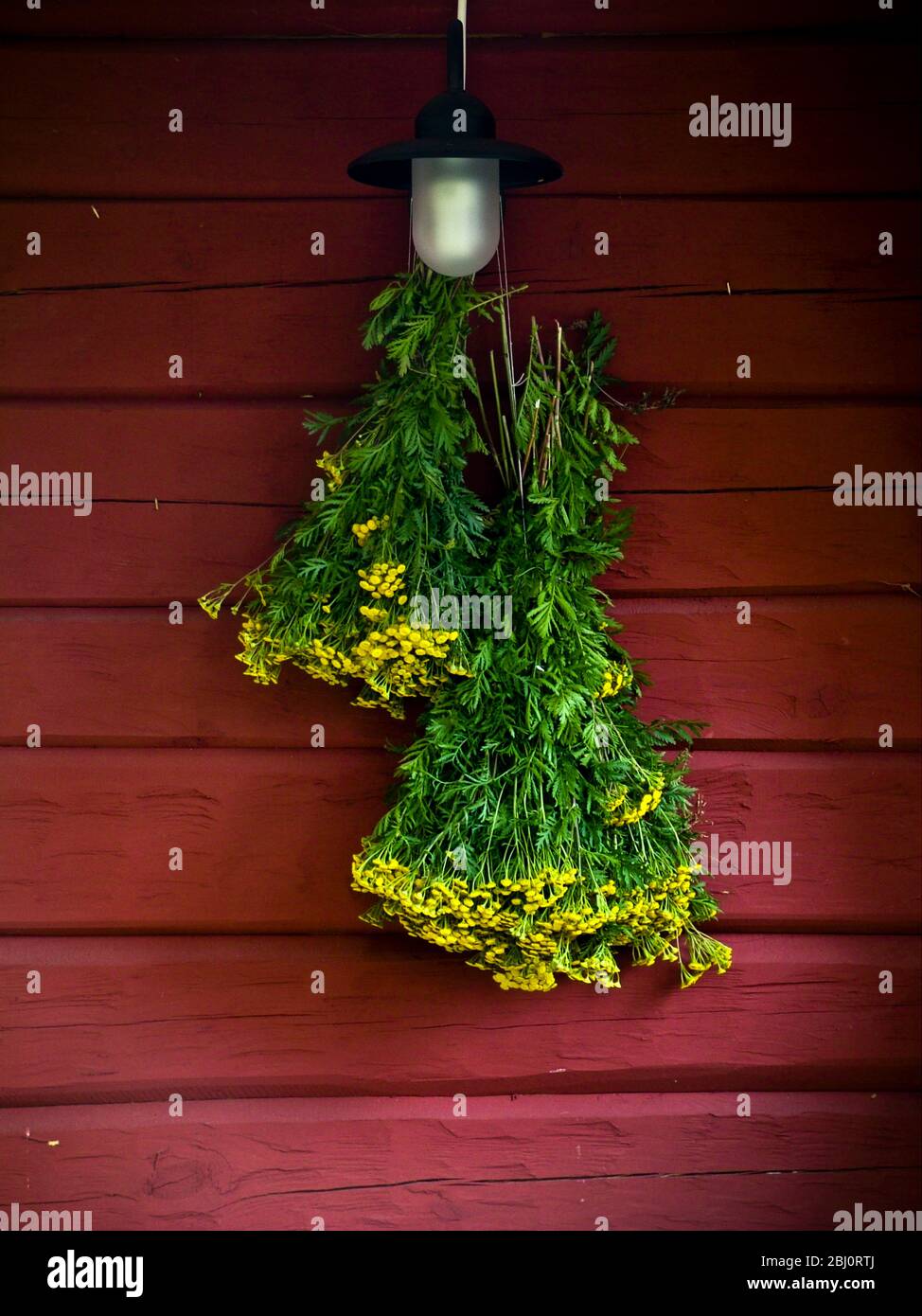 Manojo de yarrow amarillo colgando en la pared roja de la casa de verano de madera pintada de rojo falu, Suecia. - Foto de stock