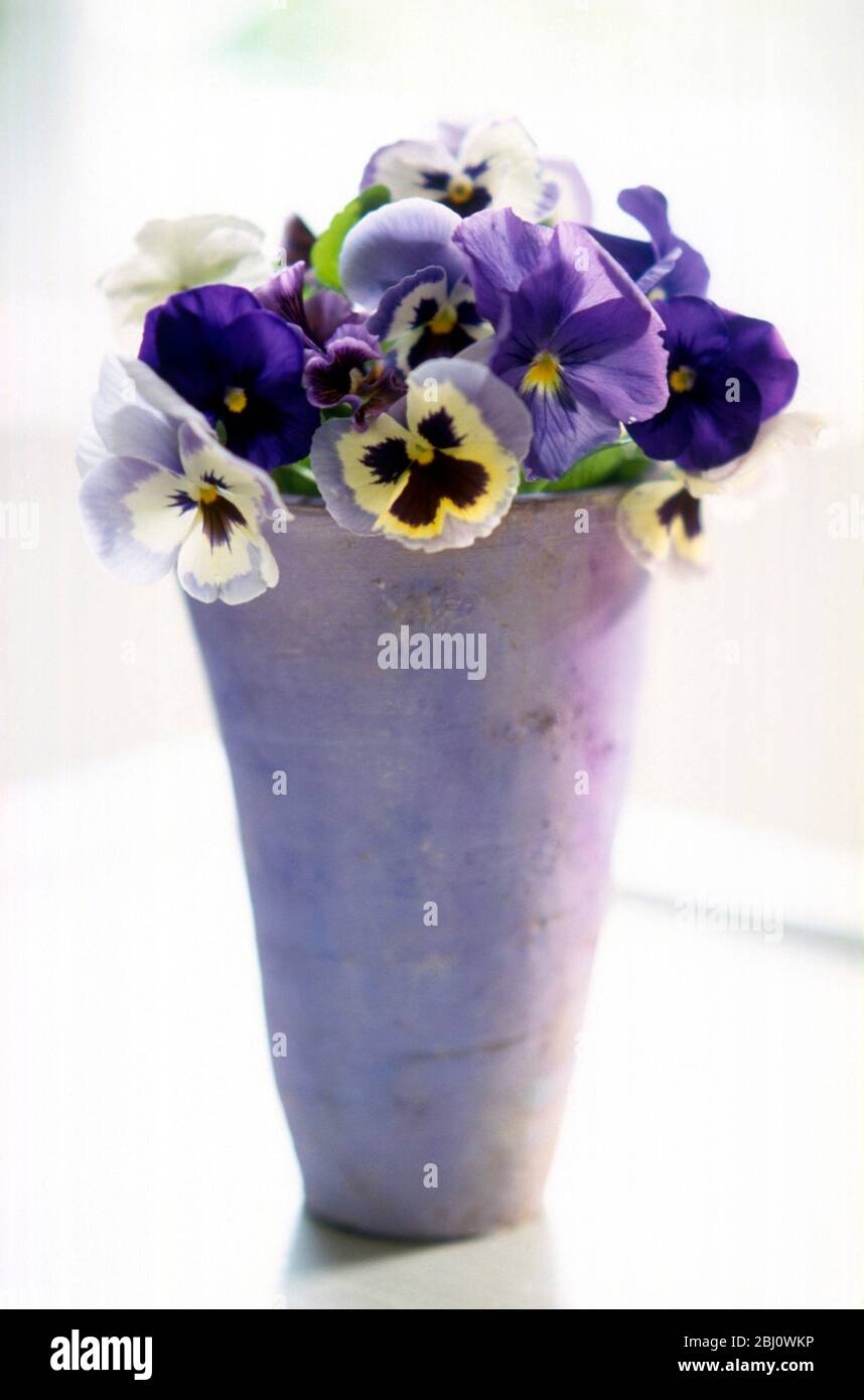 Manojo de pansies variados dispuestos en olla de arcilla alta pintada lila contra el interior blanco - Foto de stock