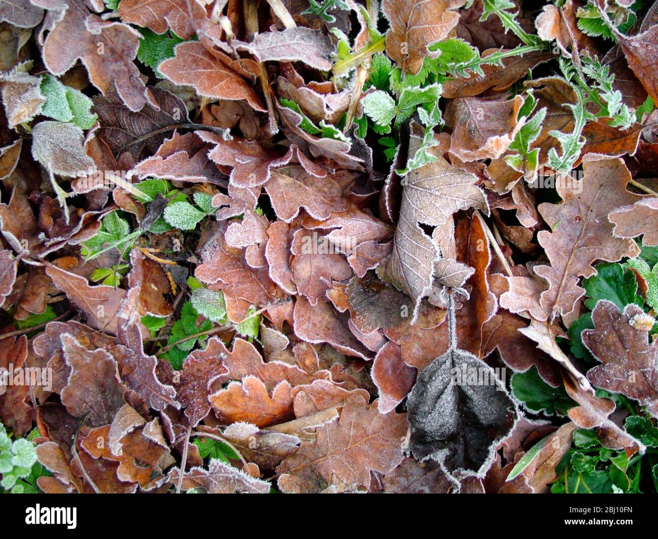 Tierra congelada en enero con hojas de otoño y brotes de primavera. Kent England Reino Unido - Foto de stock