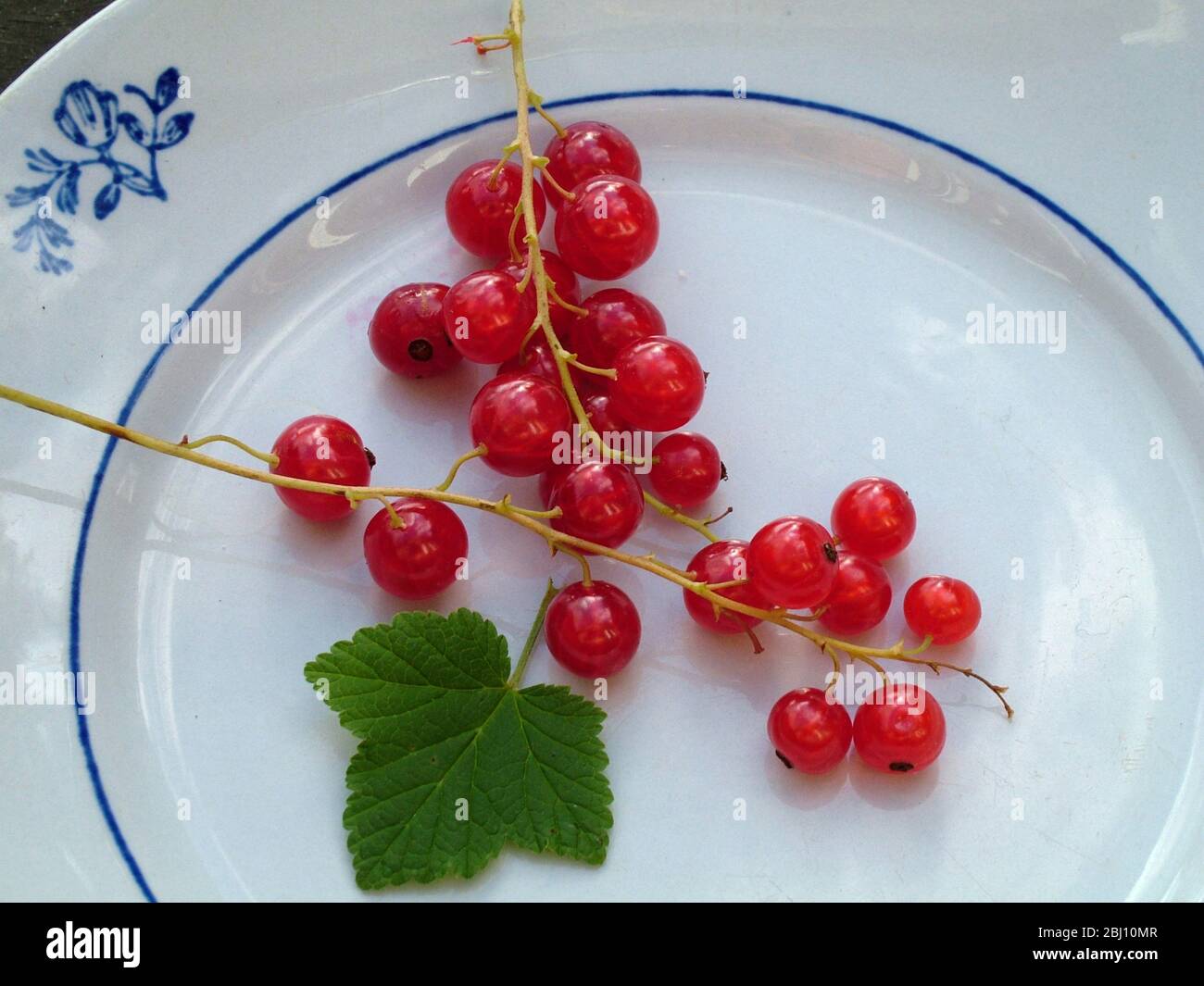 Grosellas frescas en sus tallos sobre blanco vintage y plato sueco azul - Foto de stock