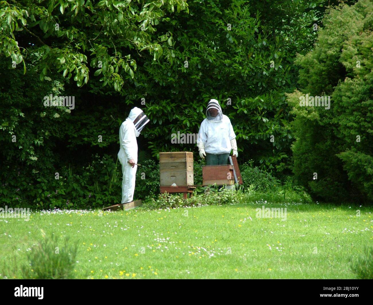 Los apicultores en ropa blanca protectora inspeccionando la colmena en Dorset Inglaterra Reino Unido - Foto de stock