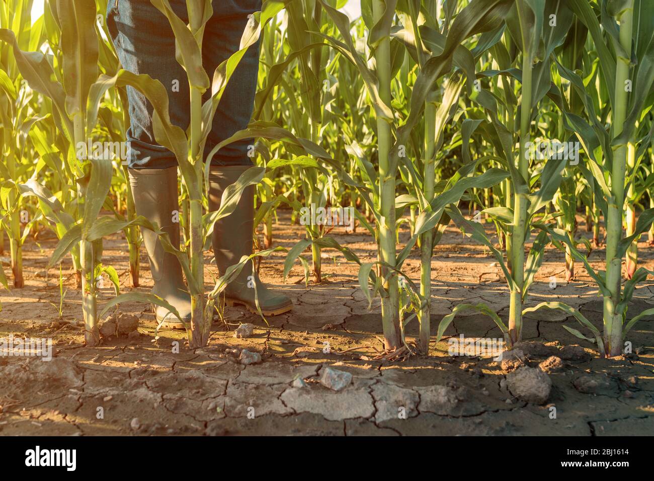 Bota agro para el agricultor waterproof y sin protección | Bellota