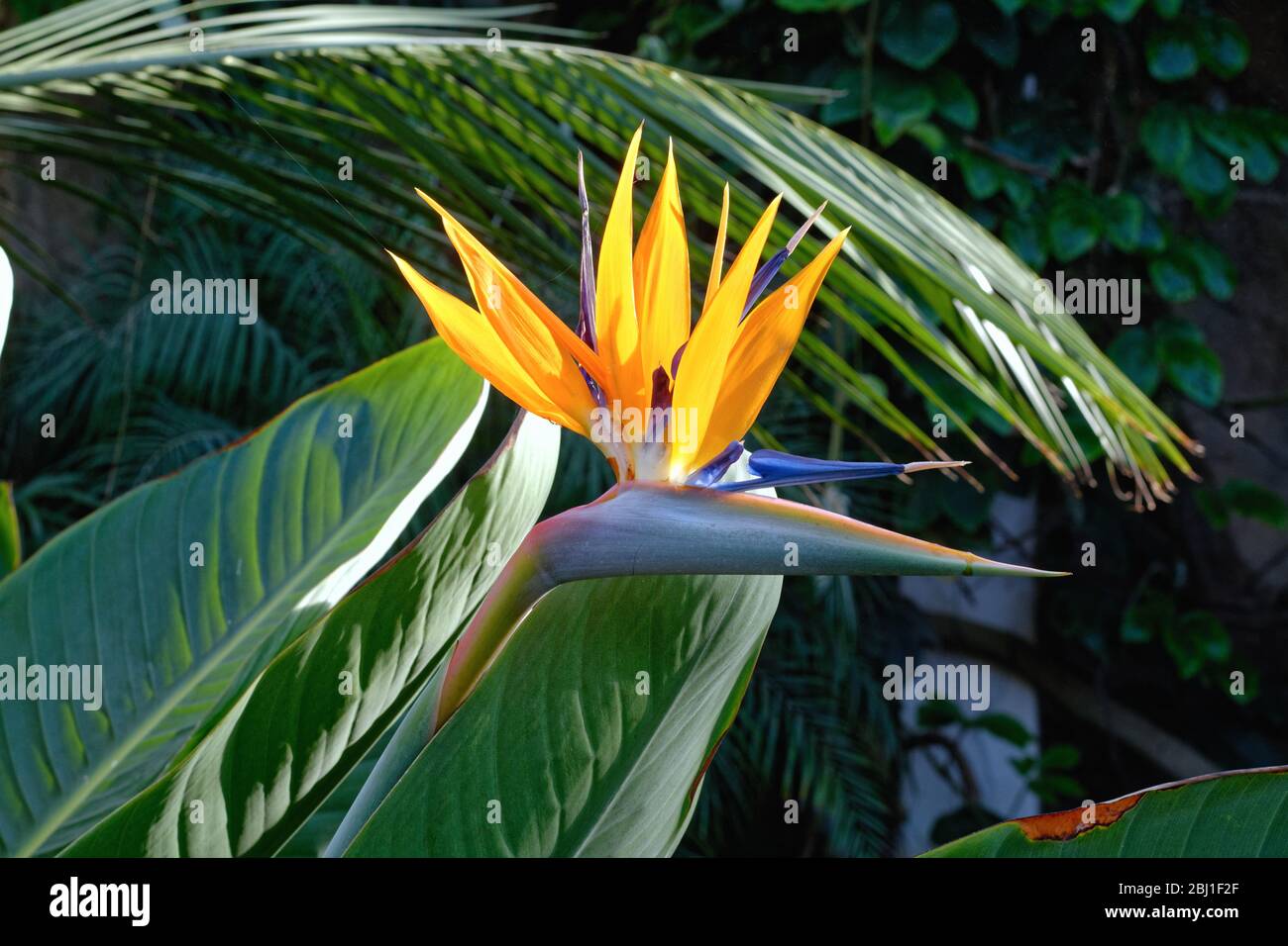 La flor del pájaro del paraíso planta, strelitzia reginae, en flor  Fotografía de stock - Alamy