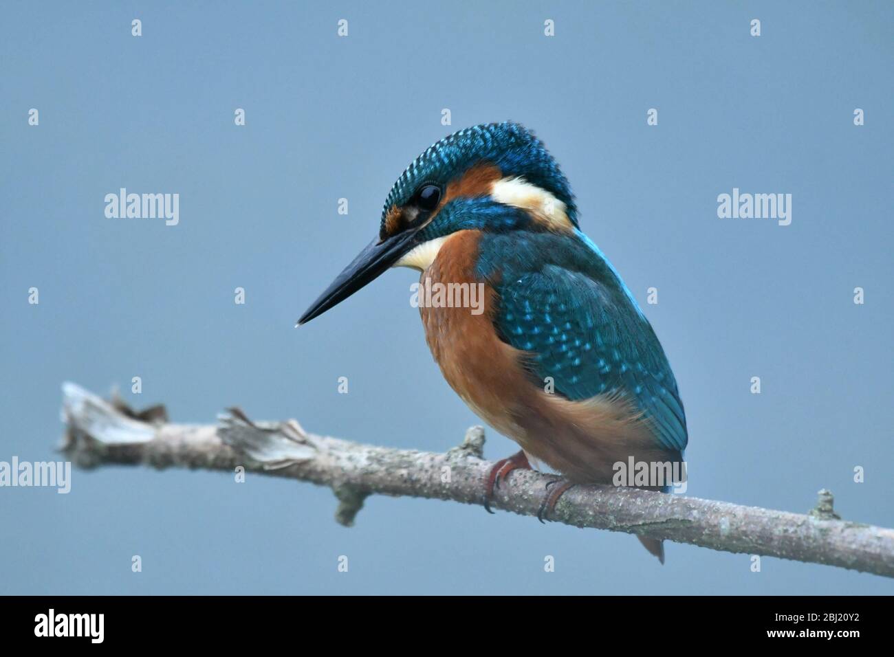 El Kingfisher europeo encaramado en el árbol Foto de stock