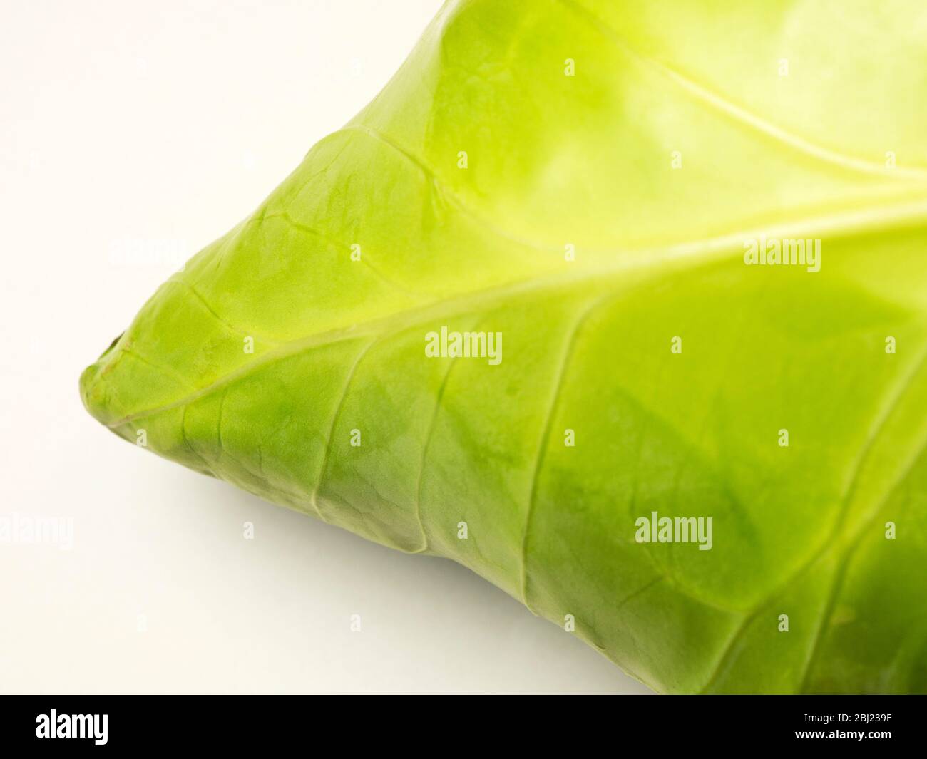Repollo fresco y apuntado que muestra las venas de las hojas sobre un fondo blanco Foto de stock