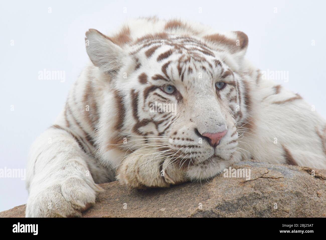 Tigre salvaje, cañones de tigre, Estado libre, Sudáfrica. Son criados por John Varty como respaldo para tigres extintos en Asia. Foto de stock