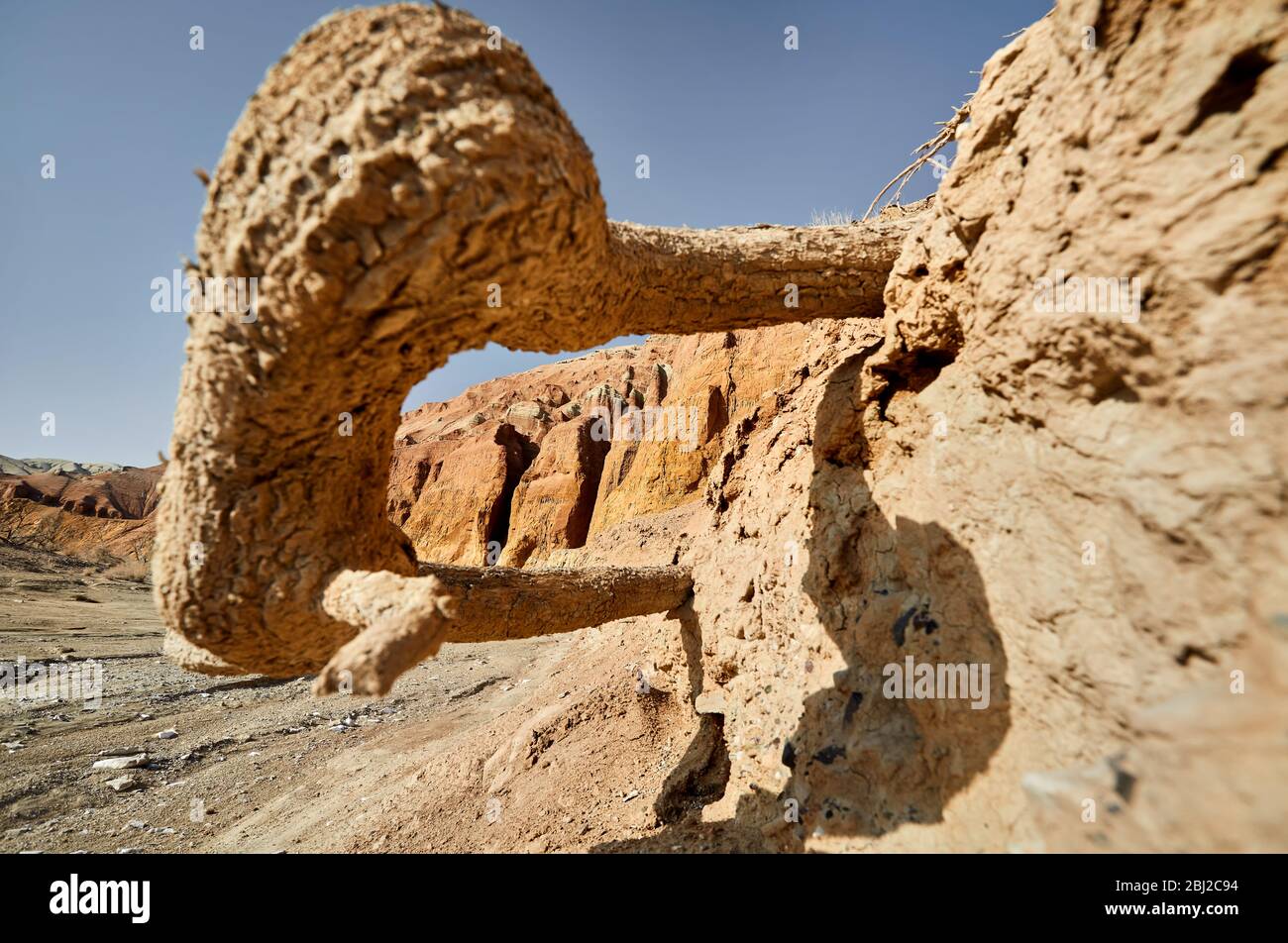 Raíz de las montañas enmarcando el árbol al atardecer en el parque del desierto de Altyn Emel en Kazajstán Foto de stock