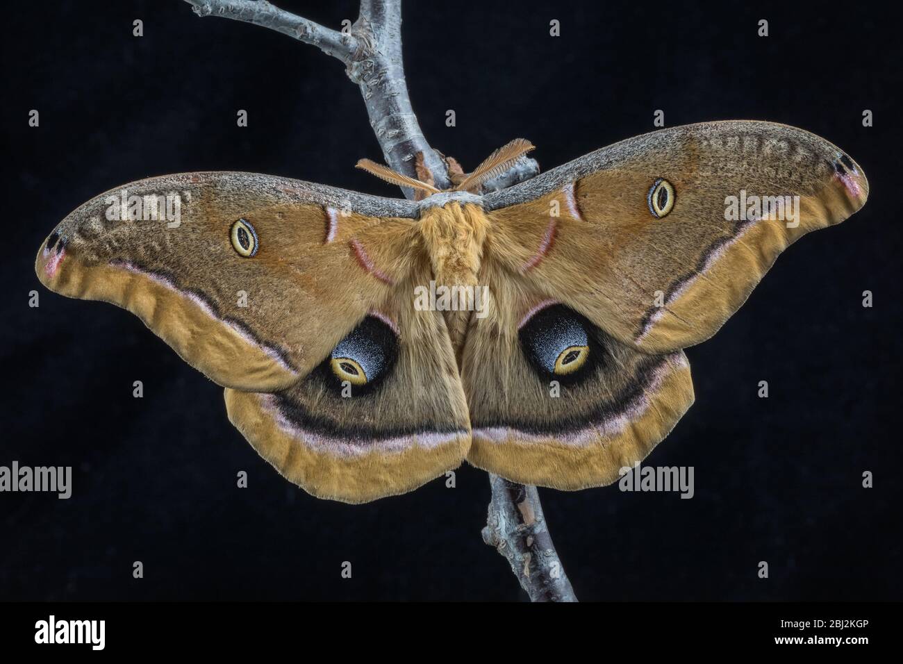 Polyphemus Moth, Antheraea polyphemus, sobre un fondo negro Foto de stock