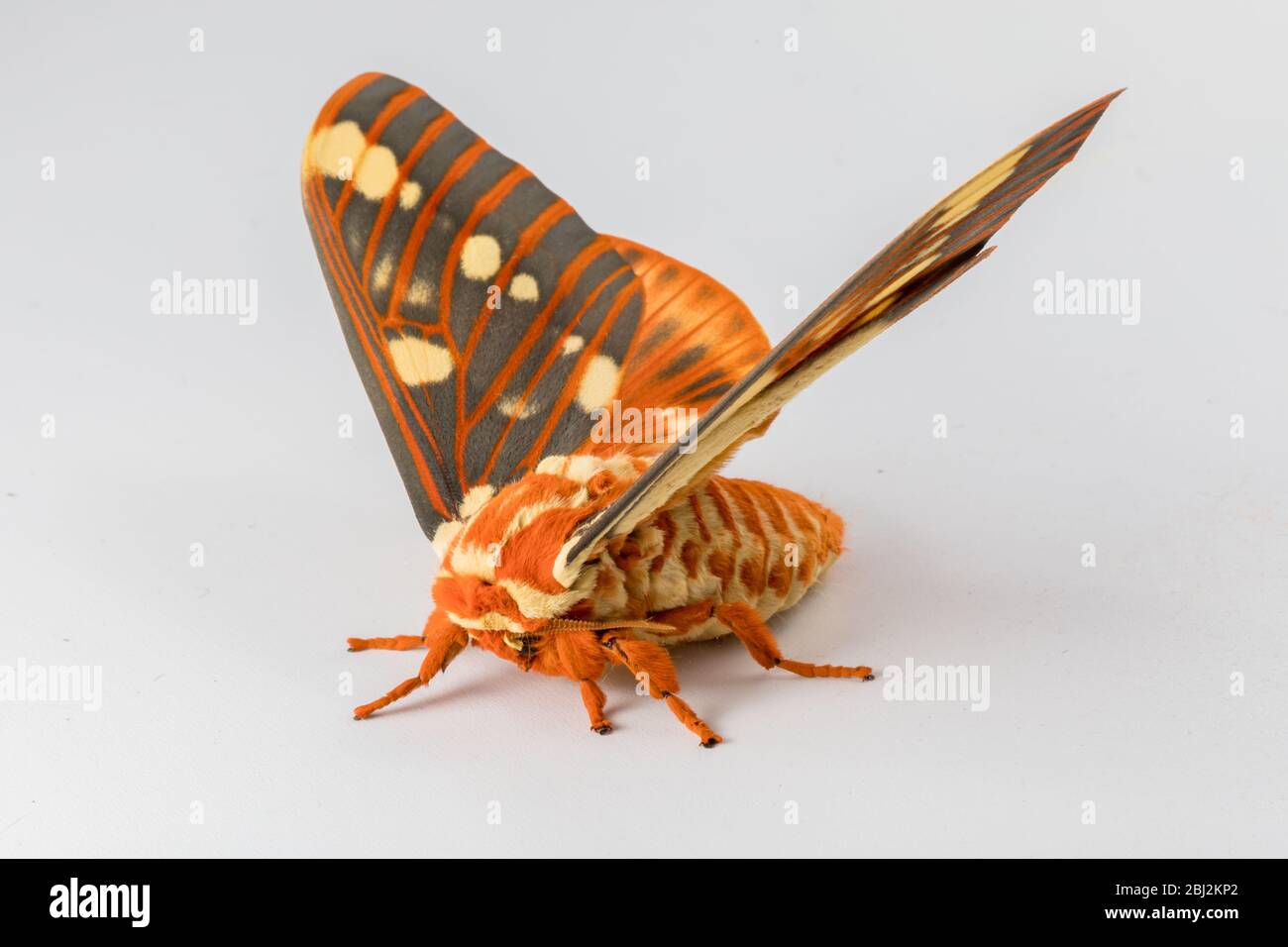 Regal Moth, Citheronia regalis, sobre un fondo blanco Foto de stock