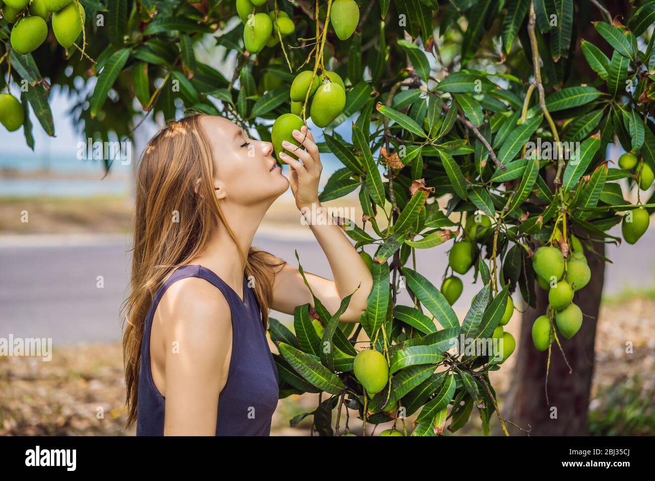 Mujer joven que olfía fruta de mango en un árbol en el jardín. Cosecha.  Cerca de la naturaleza Fotografía de stock - Alamy