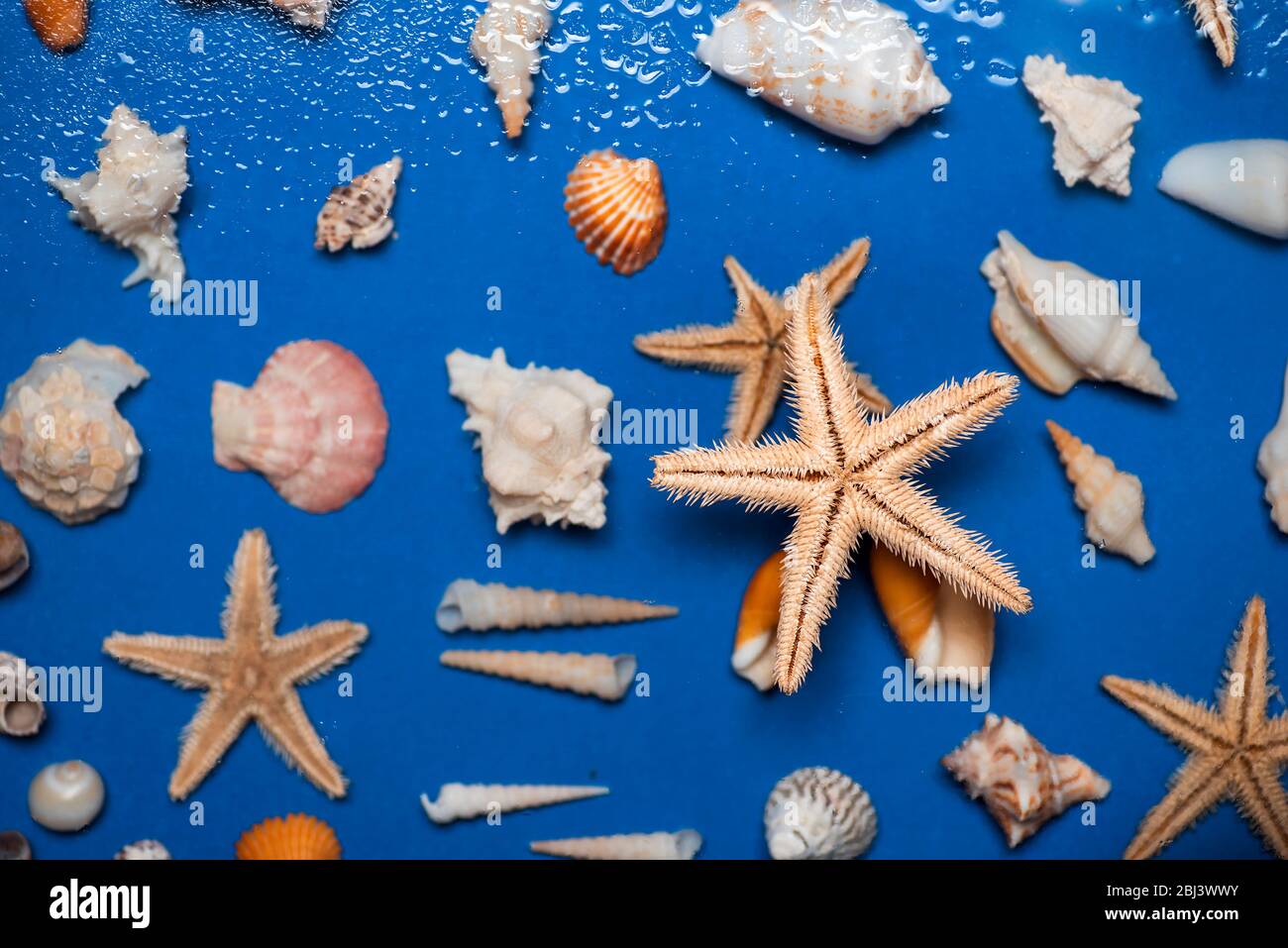 Conchas de mar de estrellas y símbolos de verano plano de fondo, verano vacaciones resumen de la temporada Foto de stock