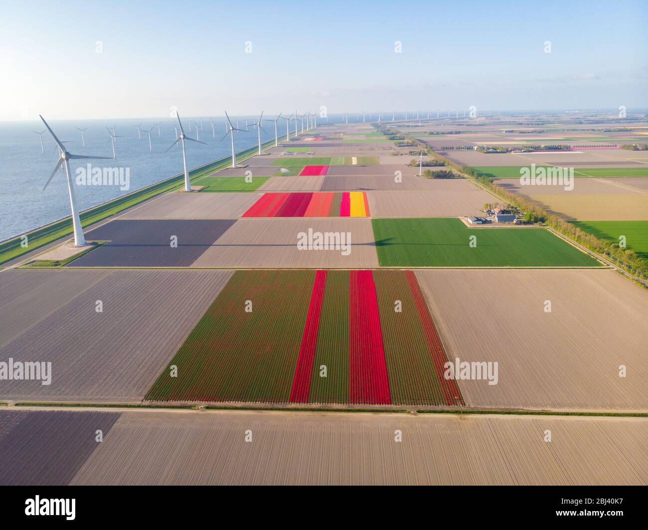 Drone volando sobre la granja de molinos de viento con coloridos campos de tulipanes en los países bajos Noordoostpolder, Green energía molino de viento turbina en el mar y la tierra Foto de stock