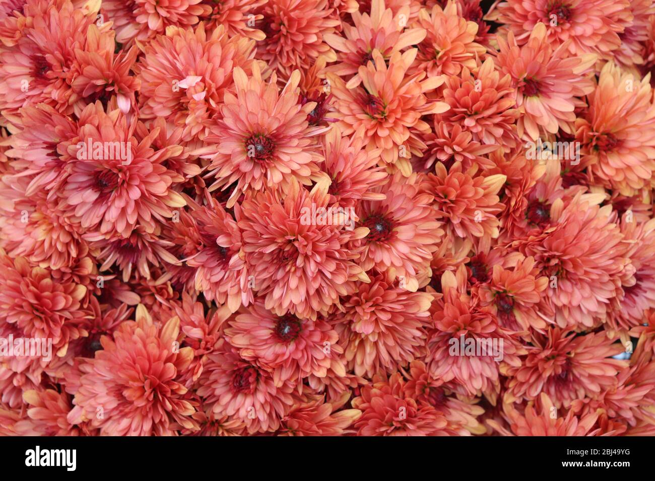 Parterre de chrychanthèmes.Toussaint. Foto de stock