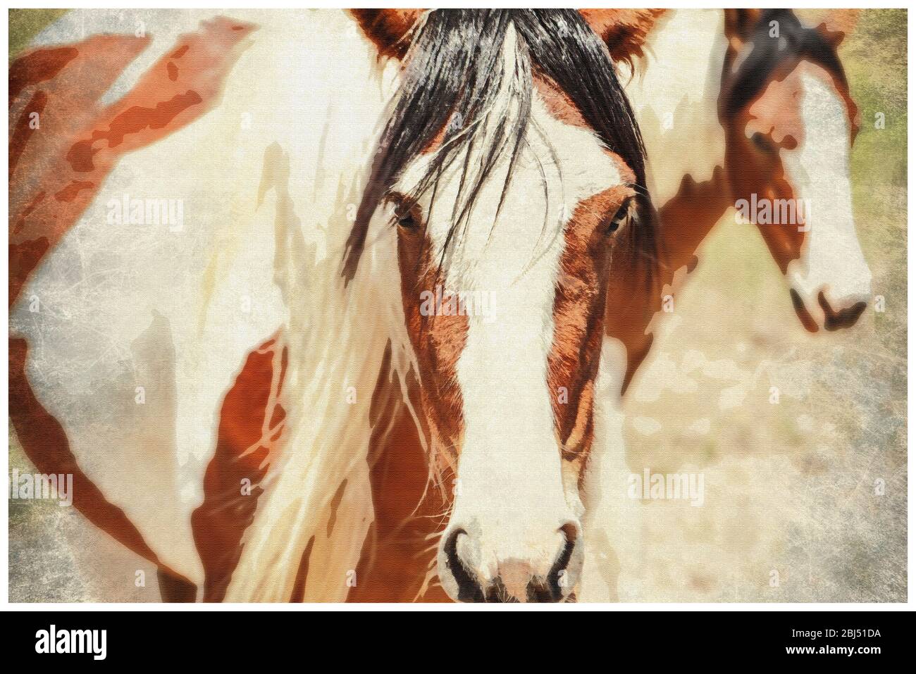 Caballo salvaje protegido Nevada US Foto de stock