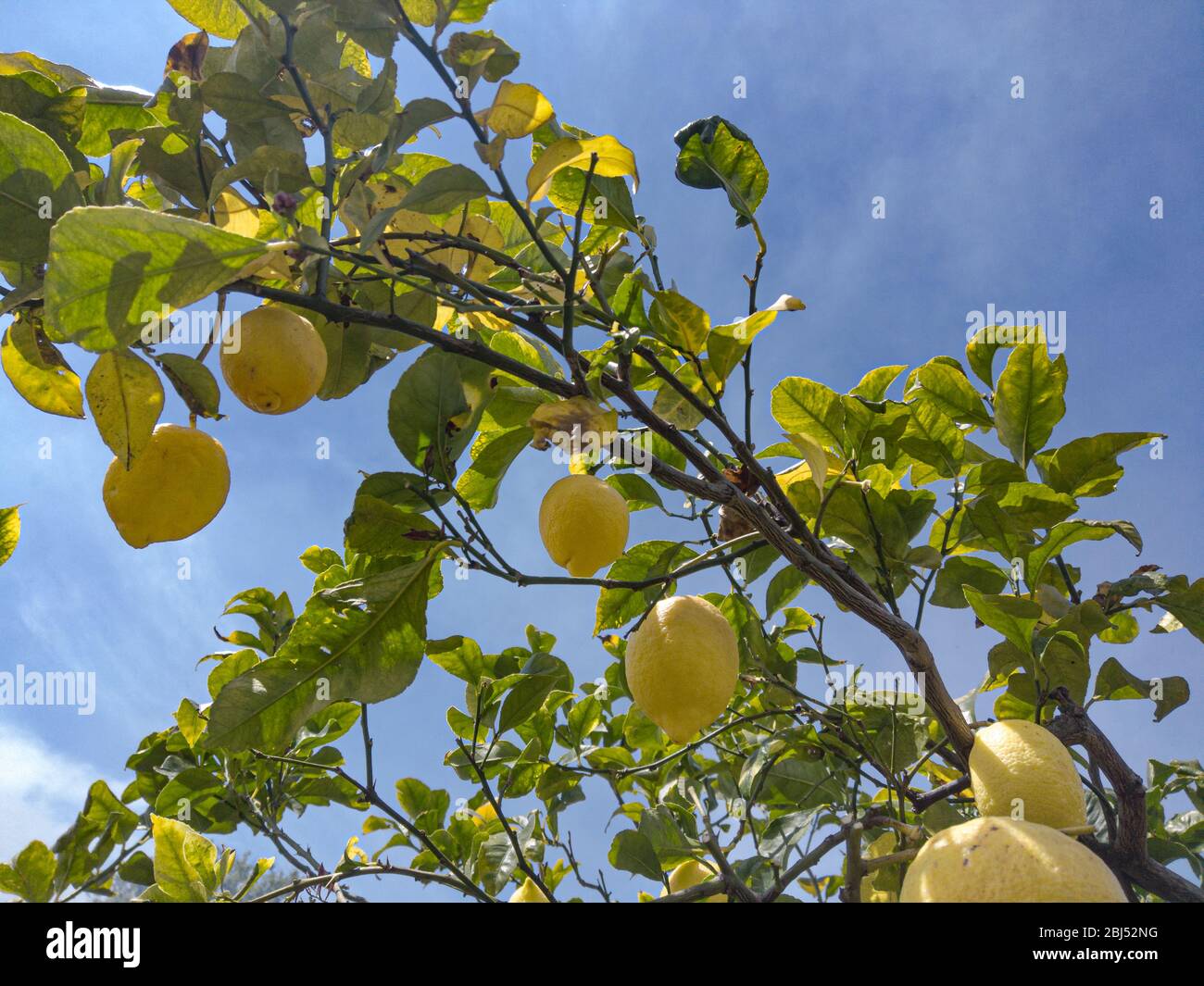 Deliciosos limones italianos genuinos, fruta genuina cruda, producto de temporada, vitamina C. Foto de stock