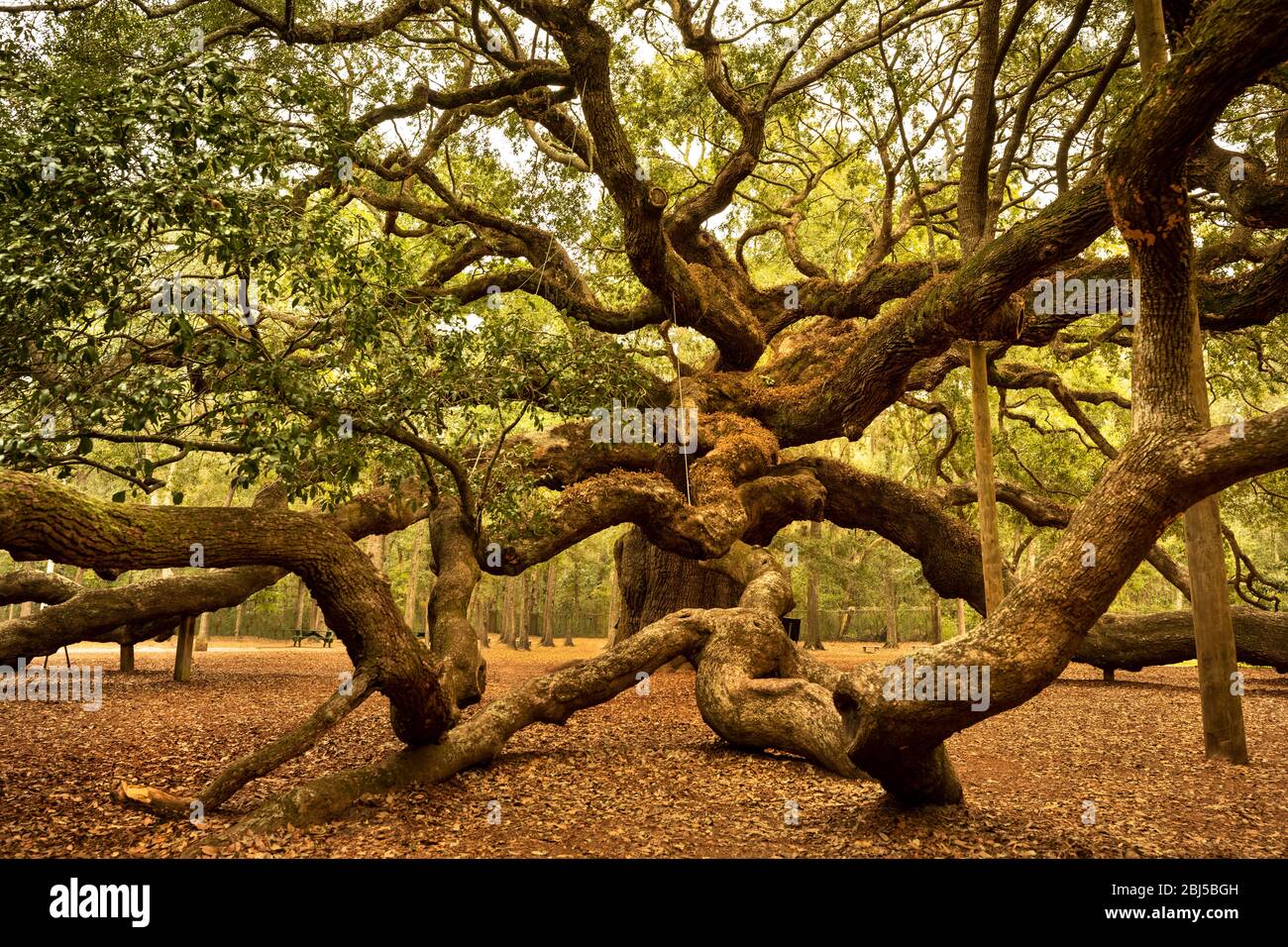 Charleston, Carolina del Sur, EE.UU. – 23 de octubre de 2018: Angel Oak es un roble vivo del sur situado en Angel Oak Park en la Isla Johns, cerca de Charleston, Sur Foto de stock