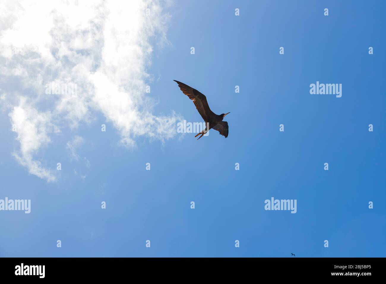 Fragata impresionante en foco con alas extendidas deslizándose con el cielo azul en el fondo Foto de stock