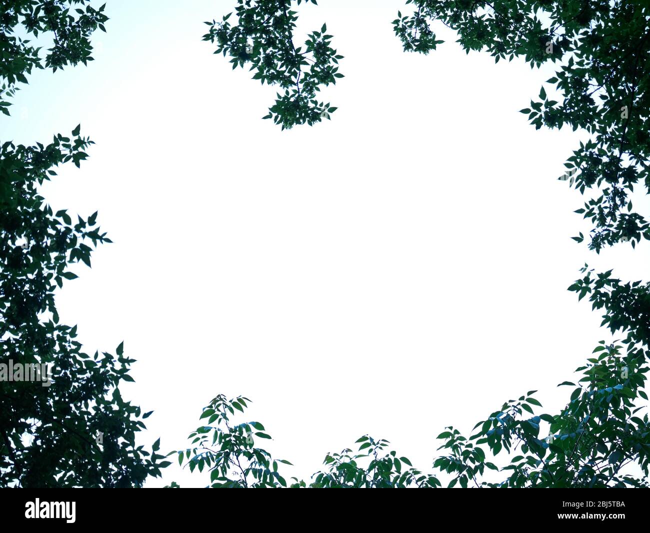 Naturaleza paisaje forestal con ventana a través de árboles, cielo fondo amplio arriba vista de agujero en madera hacia el cielo Foto de stock